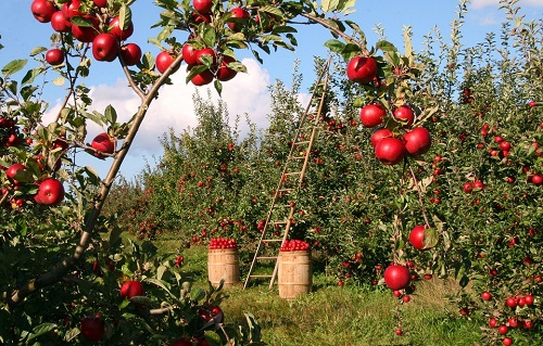Intensive farming for apples