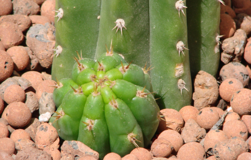 Baby San Pedro Cactus cropping up