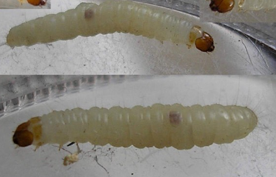 Indian Meal Moth Larvae 