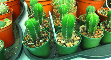 Baby San Pedro Cactus Growing And Caring Tips