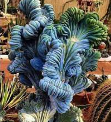 Blue Smoke Cactus