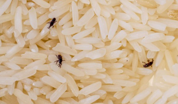 Flour beetles in rice