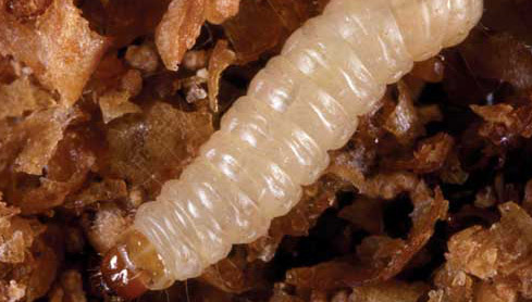 Indian Meal Moth Larvae In Bedroom