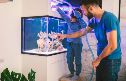 Can You Set Up a Fish Tank in the Kitchen?