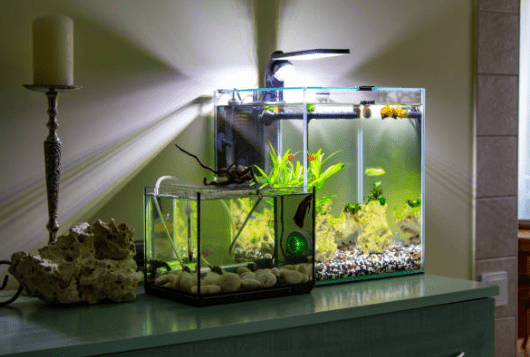 Fish Tank in Kitchen