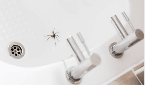 Why Do Spiders Like Bathrooms?