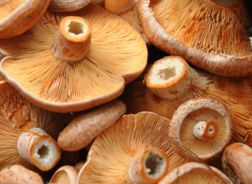 Pine Mushroom Prices