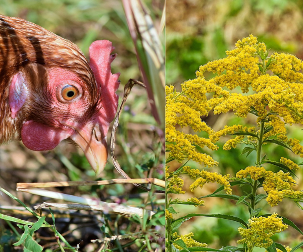 Can Chickens Eat Goldenrod?