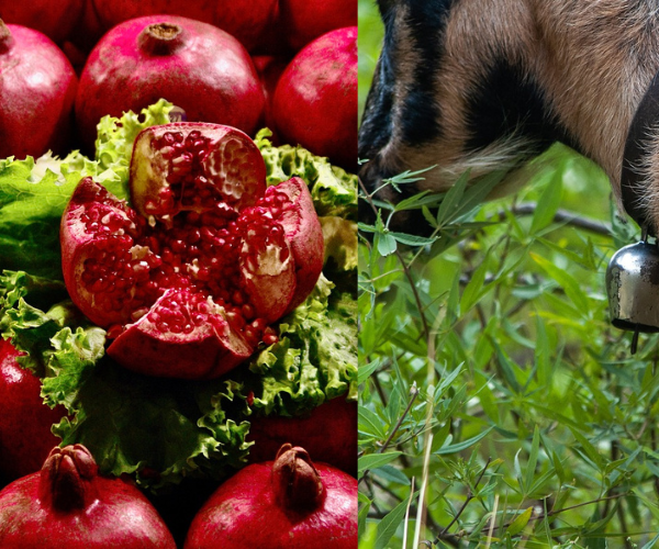 Can Goats Eat Pomegranates