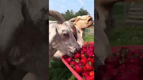 Can Goats Eat Cranberries