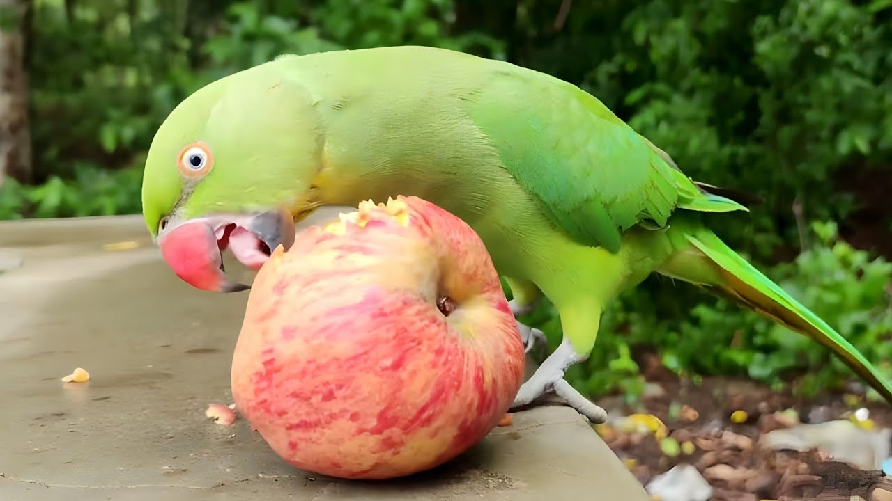 Can Parrots Eat Apples?