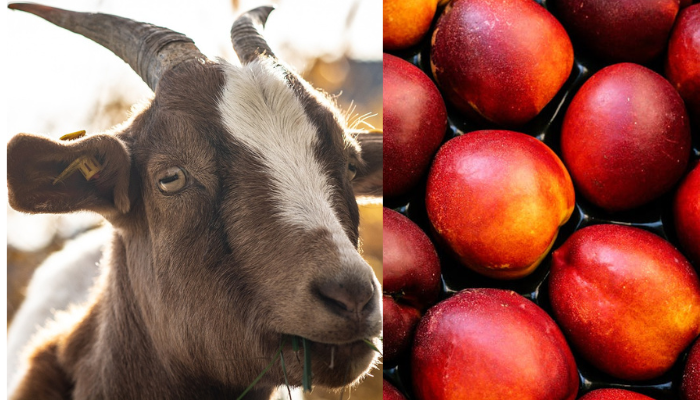 Can Goats Eat Nectarines