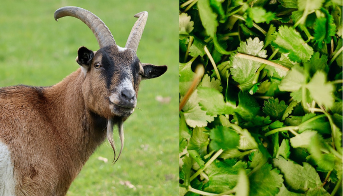 Can Goats Eat Cilantro