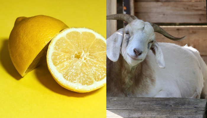 Can Goats Eat Lemons