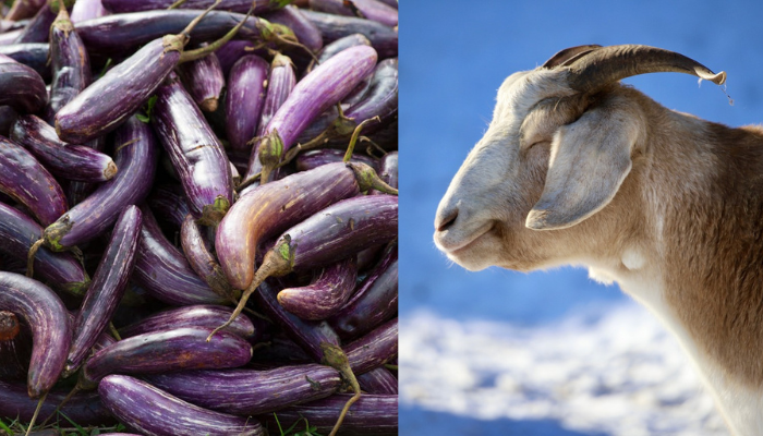 Can Goats Eat Eggplant