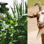 Can Goats Eat Parsley