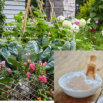 Ways Baking Soda Can Work Wonders in Your Garden