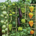 Vertical Gardening: 13 Vegetables that Love to Climb