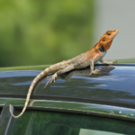 Ways to Keep Lizards Out of Your Garage