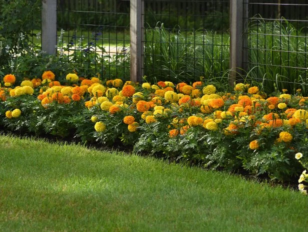 Plants and Trees That Repel Mosquitos