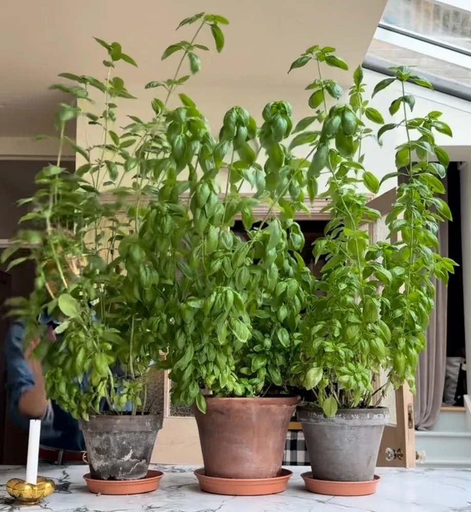 Plants and Trees That Repel Mosquitos