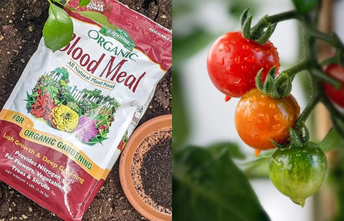 Is Blood Meal Good for Tomatoes?