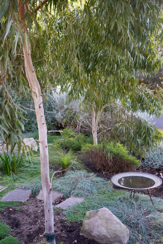 Plants and Trees That Repel Mosquitos