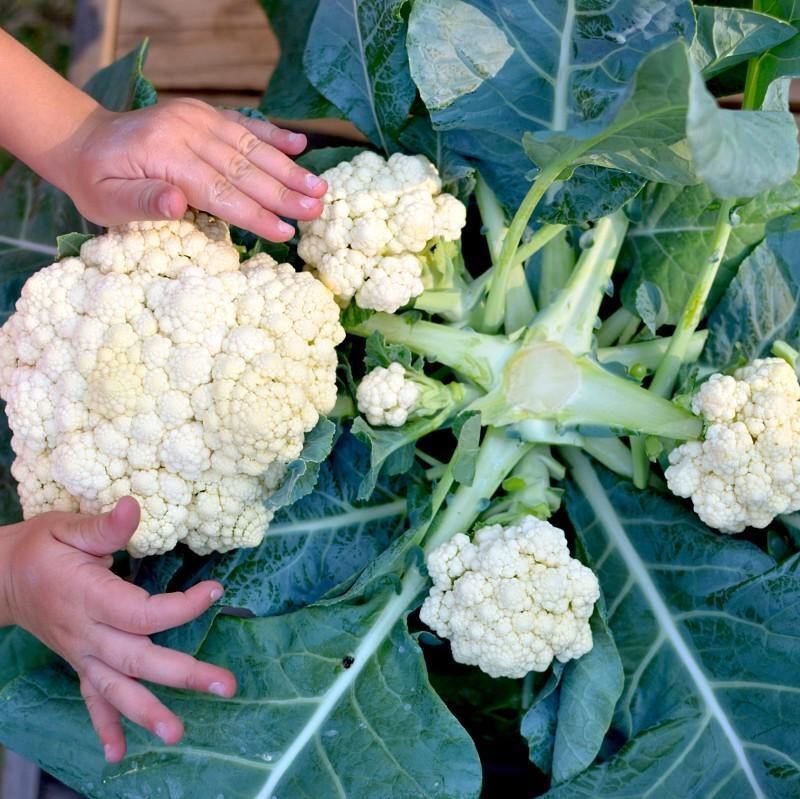 Does Cauliflower Regrow After Cutting?