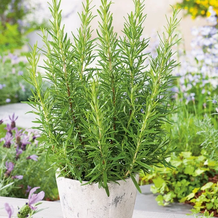 Plants and Trees That Repel Mosquitos