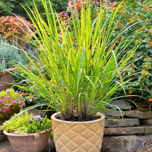 Plants and Trees That Repel Mosquitos