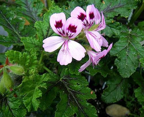 Plants and Trees That Repel Mosquitos