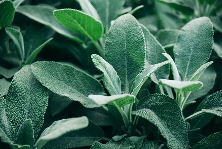 Plants and Trees That Repel Mosquitos