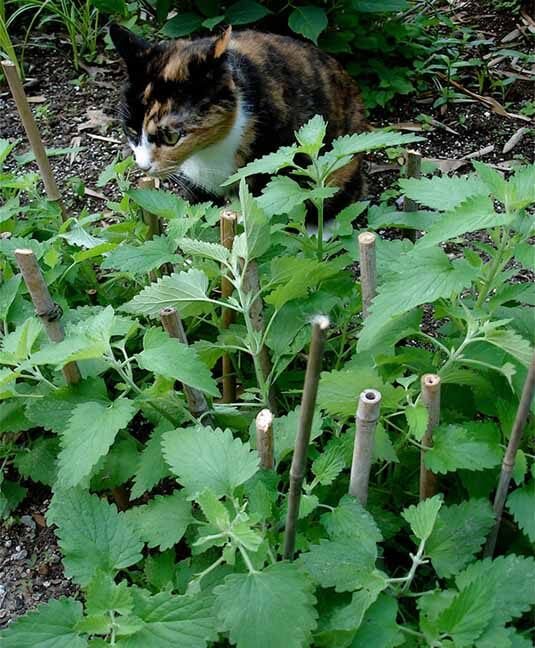 Plants and Trees That Repel Mosquitos
