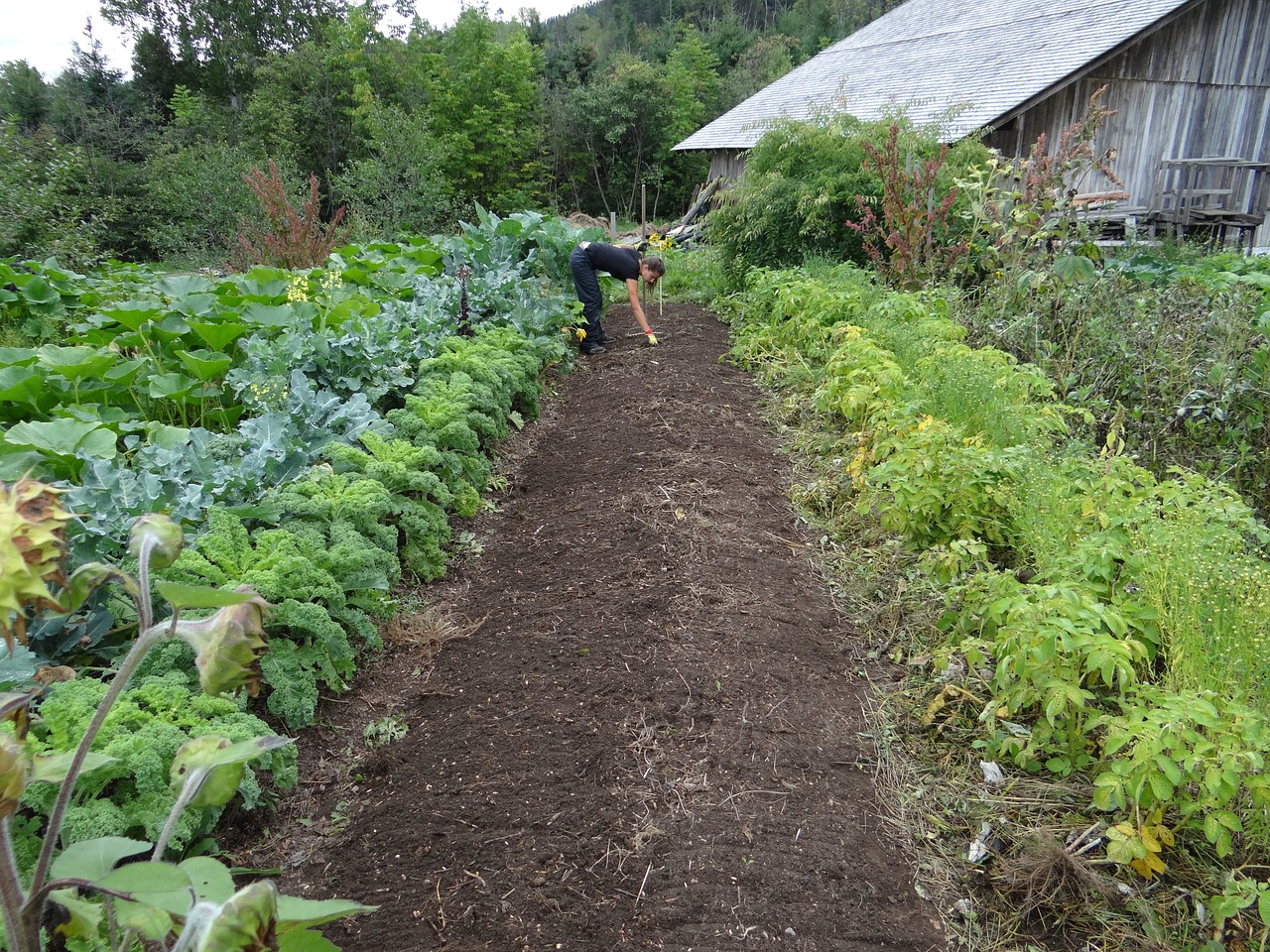 Vegetable Garden Design Ideas