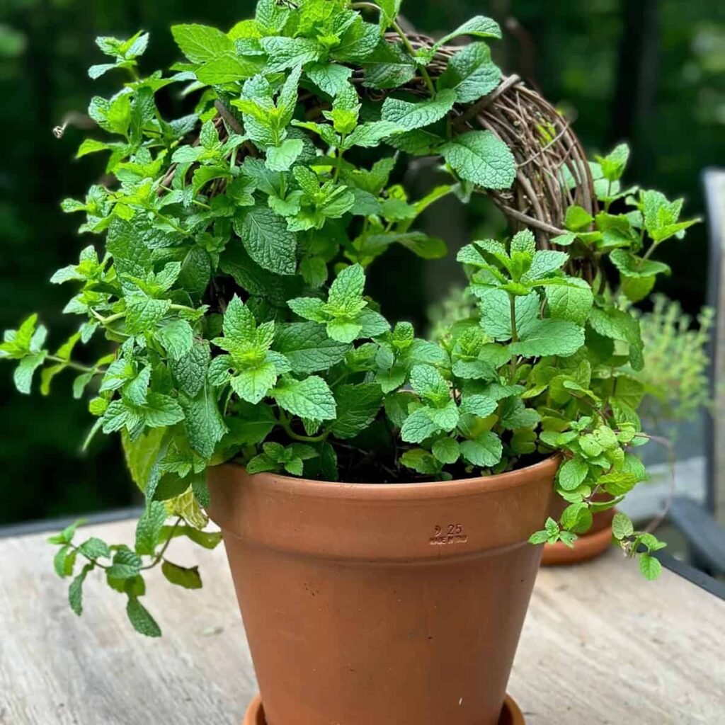 Plants and Trees That Repel Mosquitos