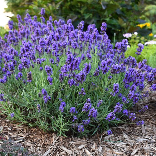 Plants and Trees That Repel Mosquitos