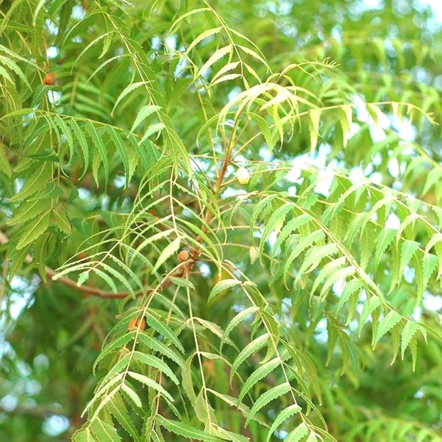Plants and Trees That Repel Mosquitos