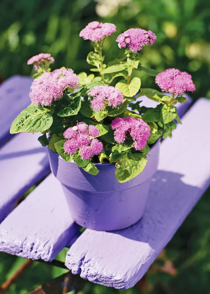 Plants and Trees That Repel Mosquitos