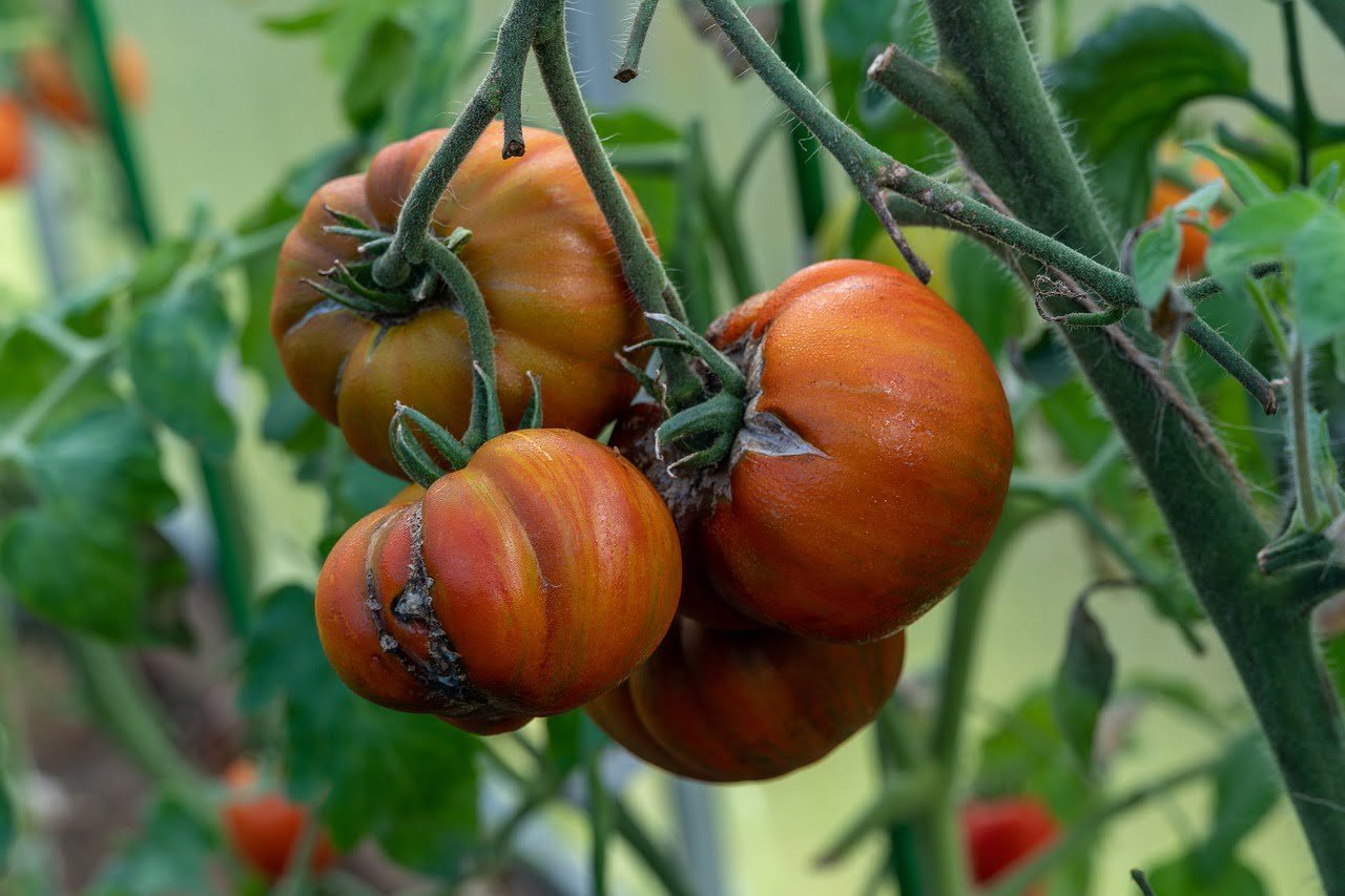 Tomato Plant Stems Turning Purple 7 Causes And How To Fix My