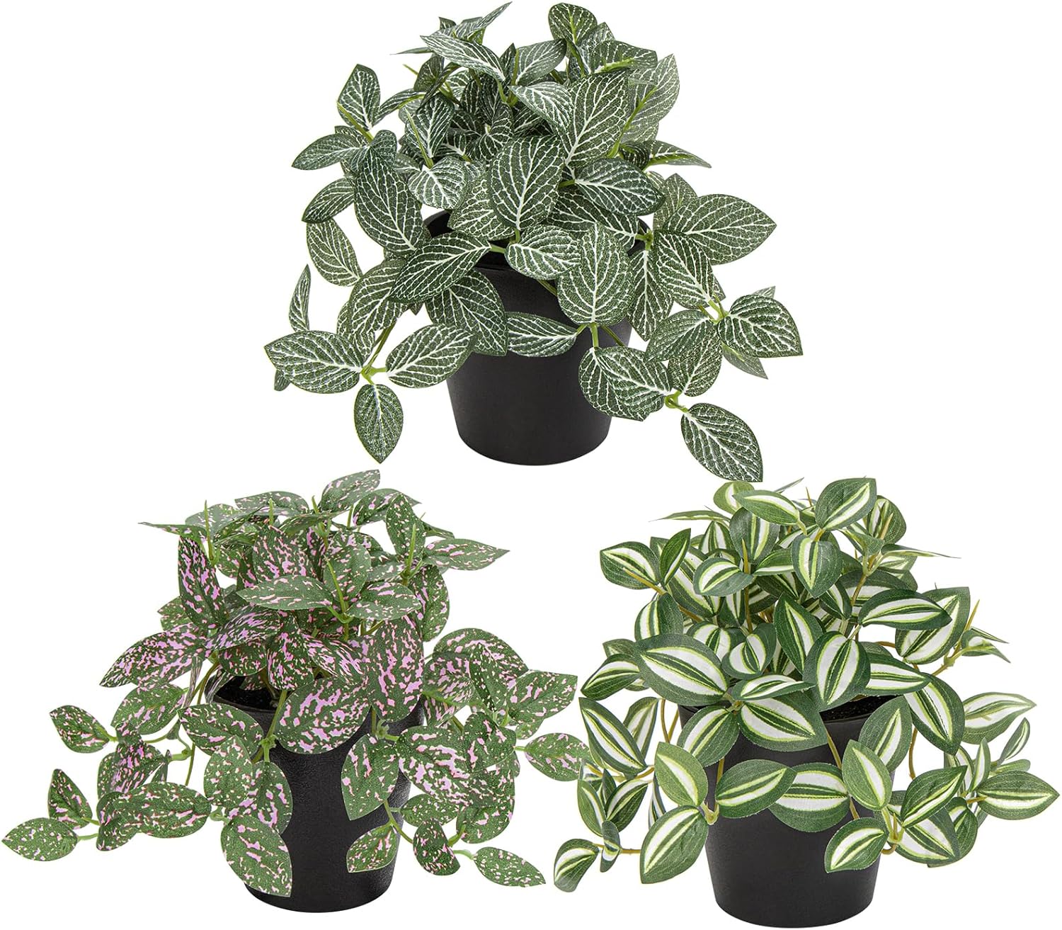 Houseplants with White Leaves