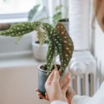 Unusual Houseplants 