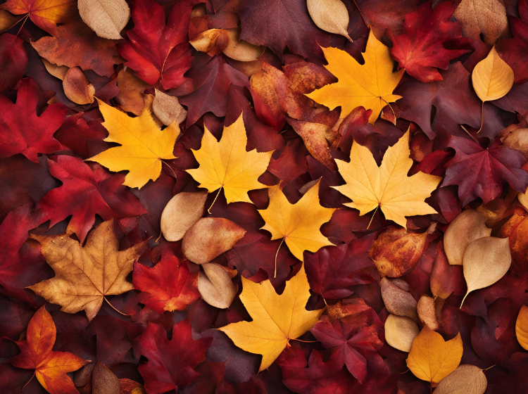 Fall iPad Wallpaper Ideas