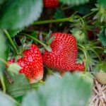 11 Easy Tips for Growing Strawberries