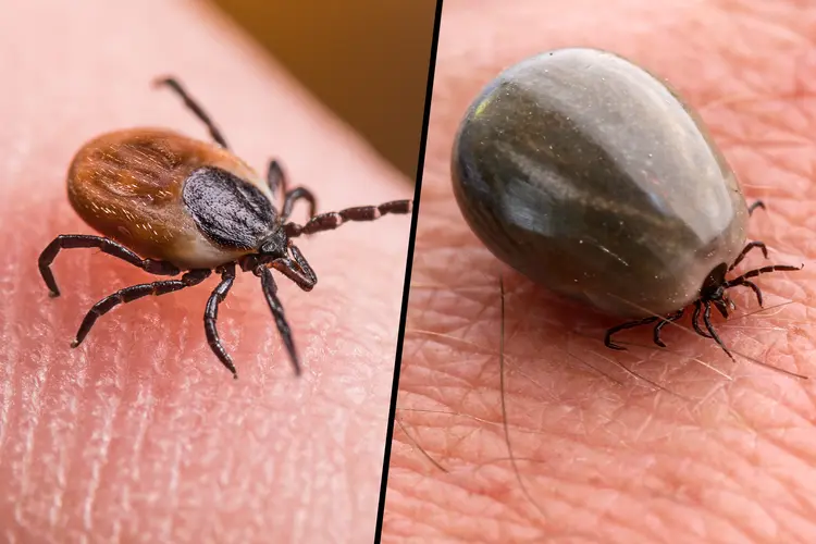 Ways to Get Rid of Ticks in Your Yard Naturally