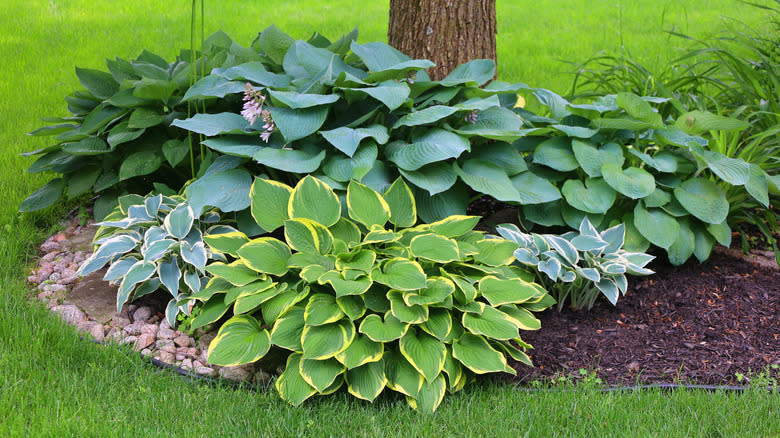 Shade-Tolerant Plants That Thrive Under Trees
