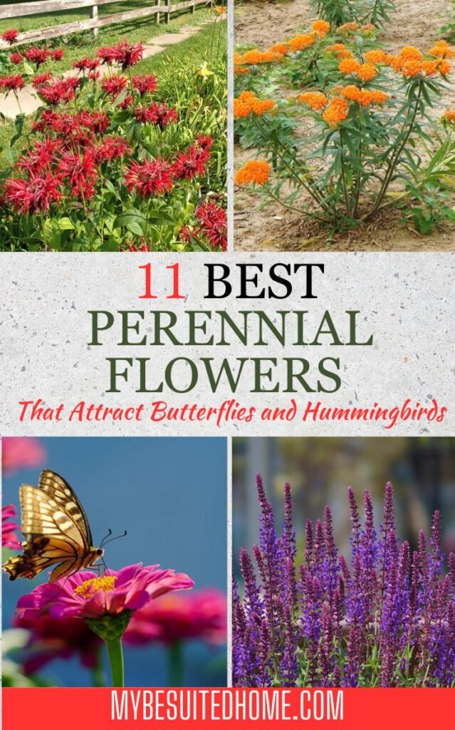 Best Perennial Flowers That Attract Butterflies and Hummingbirds