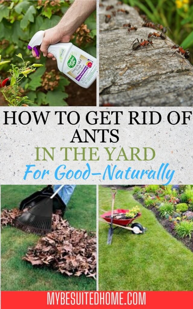 Ways To Get Rid Of Ants