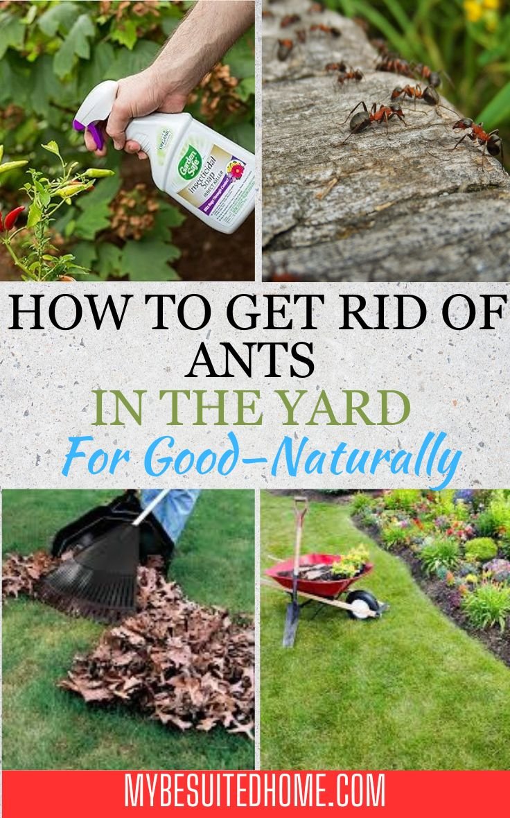 How To Get Rid Ants In The Yard