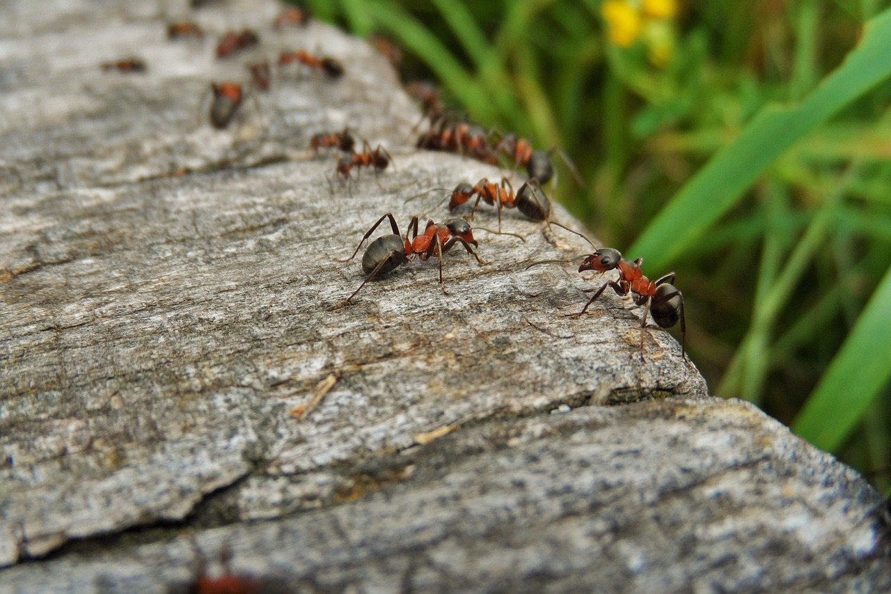Ways To Get Rid Of Ants In The Yard