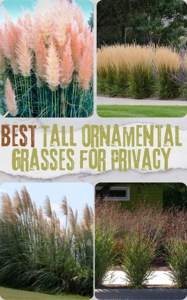 14 Best Tall Ornamental Grasses for Privacy in Your Backyard